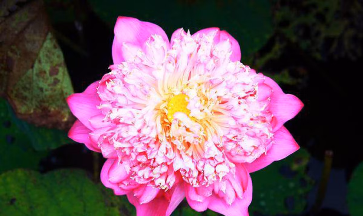 Sen Quan Âm hồng (bách diệp liên) nở hoa rất dài - từ lúc bắt đầu bung nở đến lúc tàn kéo dài hơn chục ngày.