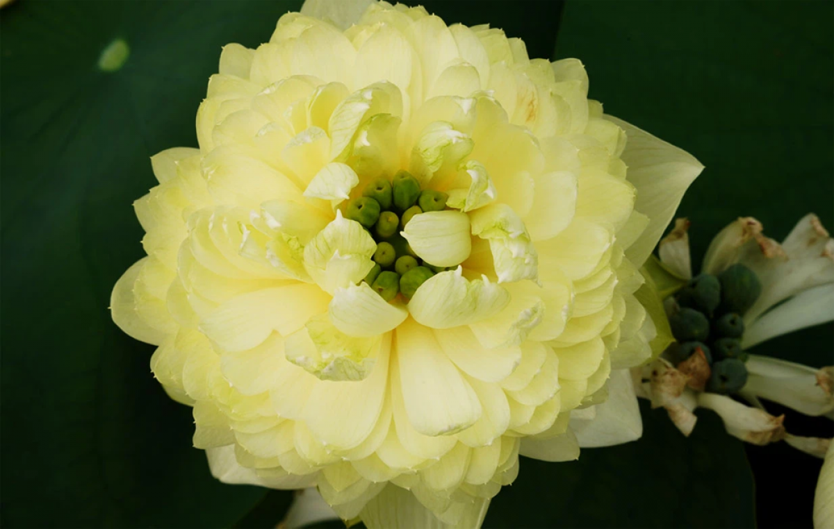 Sen táo trắng (white apple) có sức sống dẻo dai và sai hoa. Tùy thuộc vào nhiệt độ và chất đất mà hoa cho ra màu sắc khác nhau, lúc hoa gần tàn cho màu vàng hoặc xanh cốm.