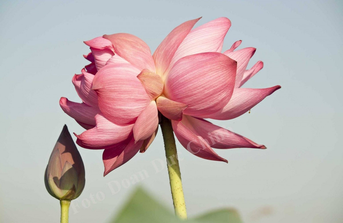 Có loài sen màn tên Sen Tịnh Đế, hai bông trên cùng một cuống khiến người mê hoa thích thú. Đây được coi là hiện tượng dị biến trên hoa sen. Xưa kia hoa này dành để tiến vua nên mới có tên "Tịnh Đế". Hai hoa cùng nở, cùng tàn tượng trưng cho sự thủy chung.