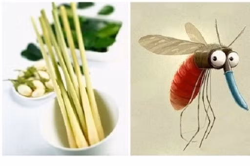 Dung sa duoi hang tram con muoi ra khoi nha, diet sach vi khuan-Hinh-2