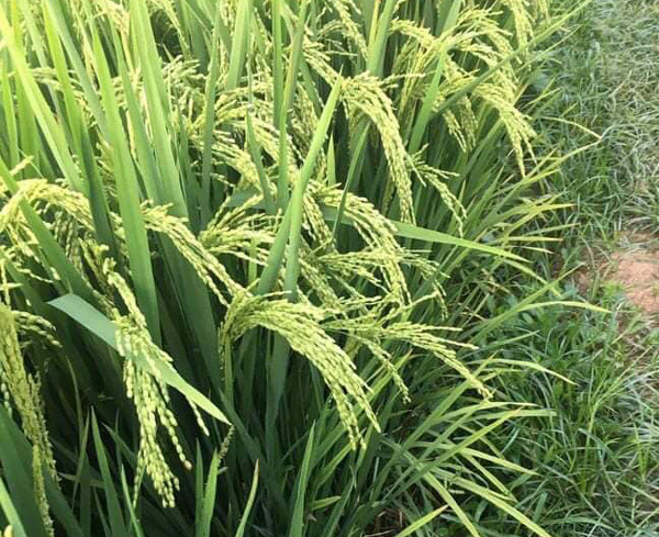 Chi em Ha thanh ru nhau mua lua nep ve cam binh