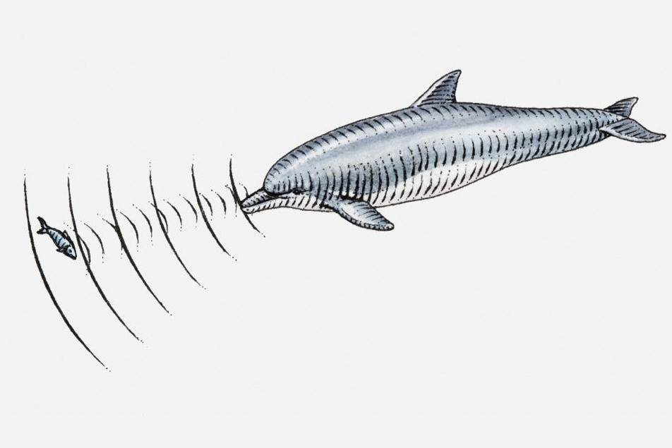 Khoa hoc chung minh con nguoi co giac quan thu 6-Hinh-2