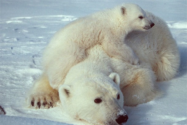 Con người luôn phải lo lắng về cân nặng của mình, nhưng đối với gấu Bắc cực, cuộc sống của chúng lại xoay quanh mỡ, theo nhà nghiên cứu Mỹ Eline Lorenzen. Chuyên gia này cho biết: "Gấu Bắc cực sơ sinh sống nhờ vào sữa chứa tới 30% là chất béo. Các con gấu Bắc cực trưởng thành ăn chủ yếu là mỡ của con mồi là những động vật có vú ở biển. Loài động vật này có lượng mỡ tích tụ cực lớn dưới da. Vì chúng về cơ bản sống ở vùng băng tuyết Bắc cực và không được tiếp cận nước sạch gần như suốt cả năm, nên gấu Bắc cực sống dựa vào nước chuyển hóa, một sản phẩm phụ của quá trình phân hủy chất béo".