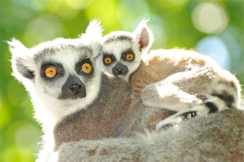 Vượn cáo cái thuộc tốp các bà mẹ kiên cường nhất trong vương quốc động vật. Các nhà nghiên cứu phát hiện, các bà mẹ vượn cáo thường xuyên phải cạnh tranh, ẩu đả với cả bạn cùng giới và vượn cáo đực để cướp được phần thức ăn ngon về cho con. Nhìn chung, những đứa con sơ sinh của vượn cáo mẹ lớn tuổi hơn thường ít bị tổn thương hơn so với con của những vượn cáo mẹ trẻ hơn. Các nhà nghiên cứu nhận định, thực tế này có thể vì càng nhiều tuổi, vượn cáo mẹ càng nhiều trải nghiệm nhiều hơn và tìm ra cách bảo vệ con tốt hơn. 