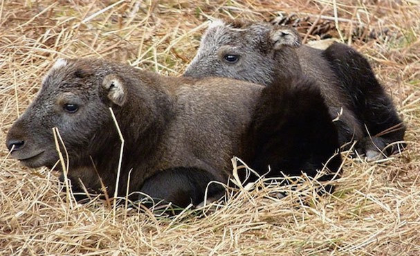 Linh ngưu con tận hưởng giấc ngủ thỏa thuê trên lưng mẹ, vốn đóng vai trò như một cái chăn lớn, ấm áp và an toàn. Theo Sở thú San Diego, các linh ngưu con có thể trèo núi đá và dùng đầu húc khi mới 2 tuần tuổi, cũng như phát triển sừng lúc 6 tháng tuổi, đồng nghĩa với việc có khả năng tự sống độc lập. Tuy nhiên, hầu chúng đều sống bám lấy mẹ cho đến khi bị mẹ tách ra để chuẩn bị cho sự chào đời của em chúng.