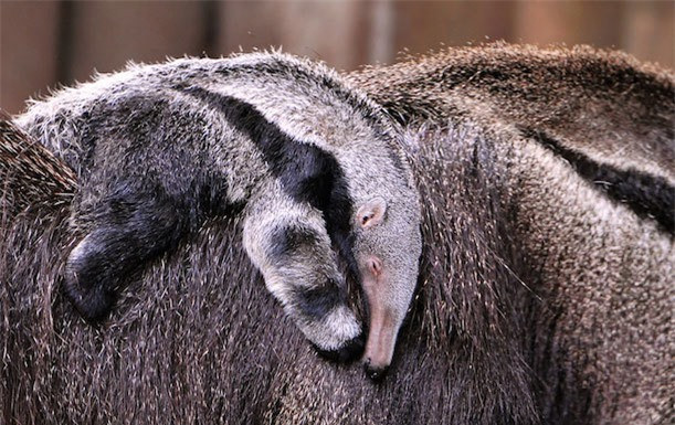 Nếu nhìn gần, bạn sẽ thấy thú ăn kiến con đang ngủ say sưa trên lưng mẹ. Nhưng đối với các động vật săn mồi từ xa, nó có thể bị nhầm lẫn là một phần của bộ lông thú ăn kiến mẹ. Trong thực tế, đây là một cách giúp bà mẹ động vật ngụy trang bảo vệ tài sản quý giá của nó.