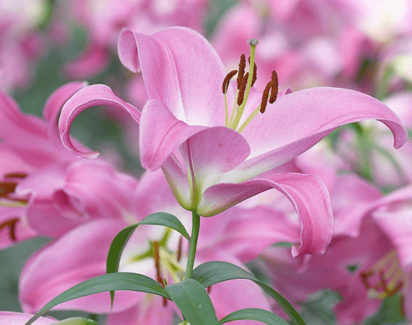 Ngay sinh cua nhung nguoi di dau lam gi cung co quy nhan dua duong chi loi-Hinh-2