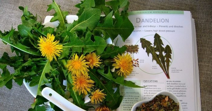 Loai rau dai duoc vi la khang sinh tu nhien, dieu tri duoc rat nhieu benh-Hinh-3