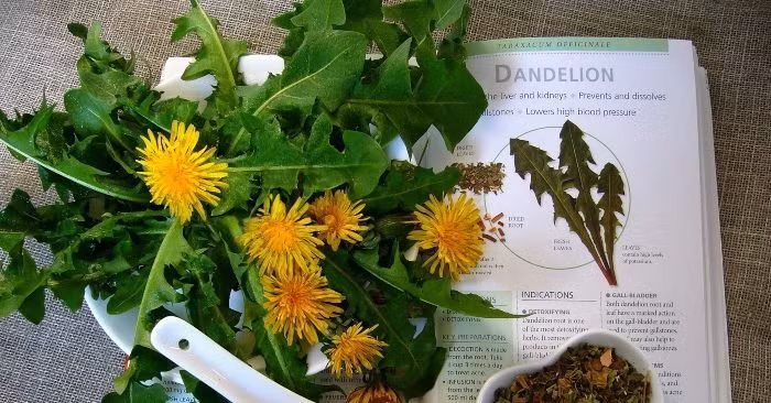 Loai rau dai duoc vi la khang sinh tu nhien, dieu tri duoc rat nhieu benh-Hinh-3