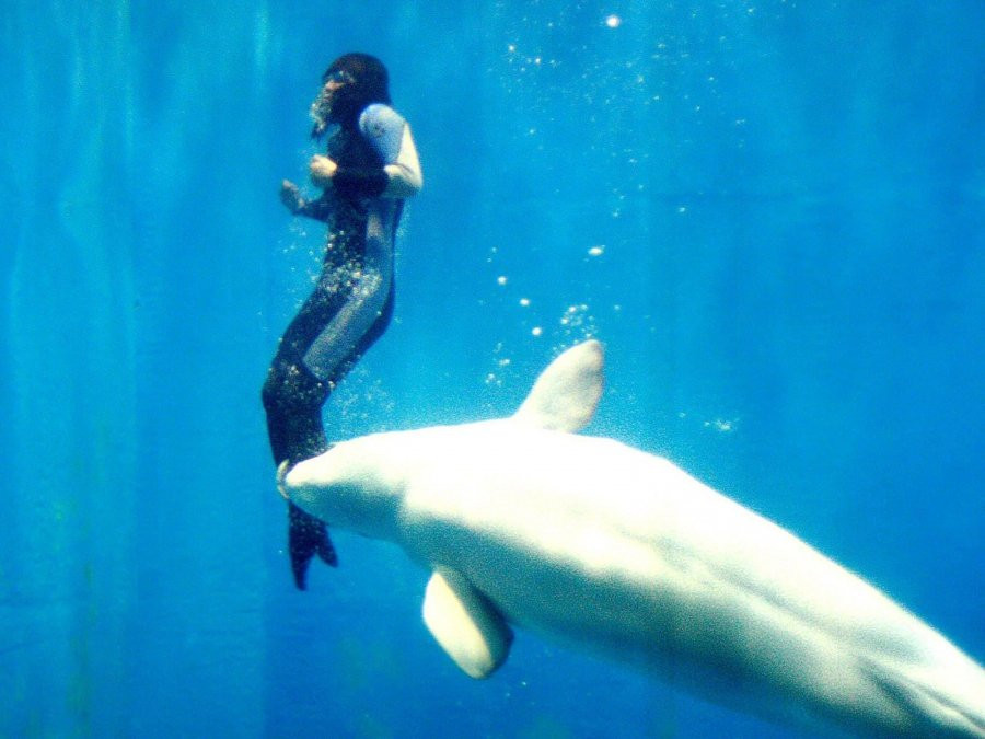 Nhung cau chuyen dong vat cuu nguoi day xuc dong