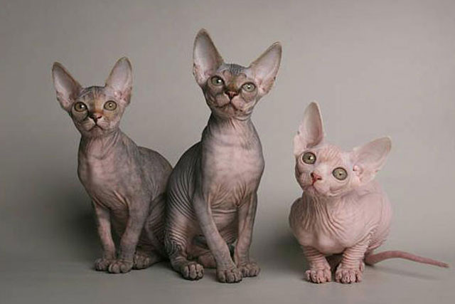 . Mèo Sphynx. Giá giao động từ 900-2.000 USD (tương đương 20-46 triệu VNĐ).