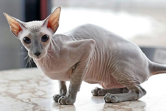 . Mèo Peterbald. Giá giao động từ 1.700-3.000 USD (tương đương 39-69 triệu VNĐ.