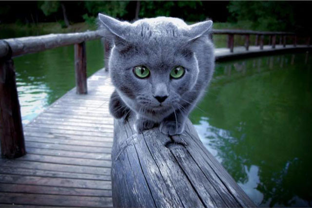 . Mèo Russian Blue. Giá giao động từ 500-3.000 USD (tương đương 11,5-69 triệu VNĐ).