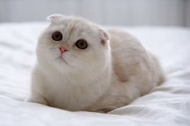 10. Mèo Scottish Fold (mèo tai cụp). 800-1.500 USD (tương đương 18,4-34,5 triệu VNĐ). 