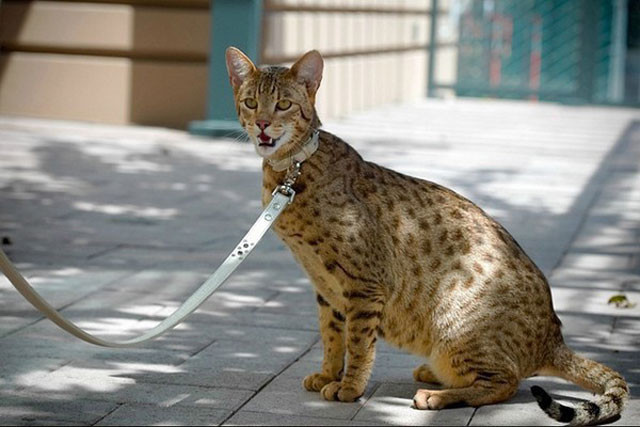 . ‘Mèo không gây dị ứng’ Allerca: Giá trung bình khoảng 6.000 USD, nhưng có một số cá thể đẹp được bán với giá 50.000 USD (tương đương 1,15 tỷ VNĐ).