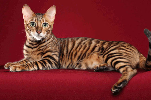 5. Mèo Toyger. Giá trung bình khoảng 5.000 USD (khoảng 115 triệu VNĐ).