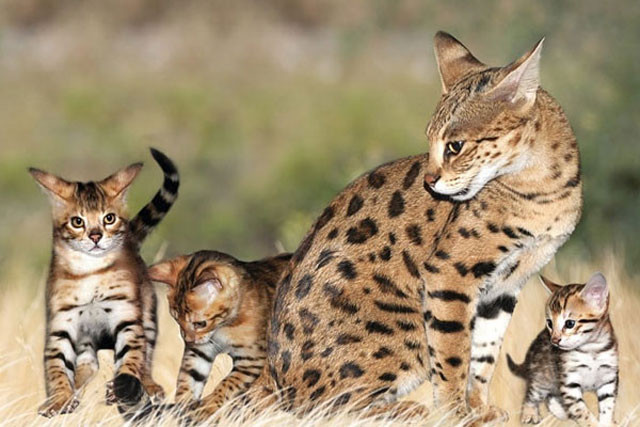 . Mèo Savannah. Giá giao động từ 10.000-25.000 USD. (230-575 triệu VNĐ).