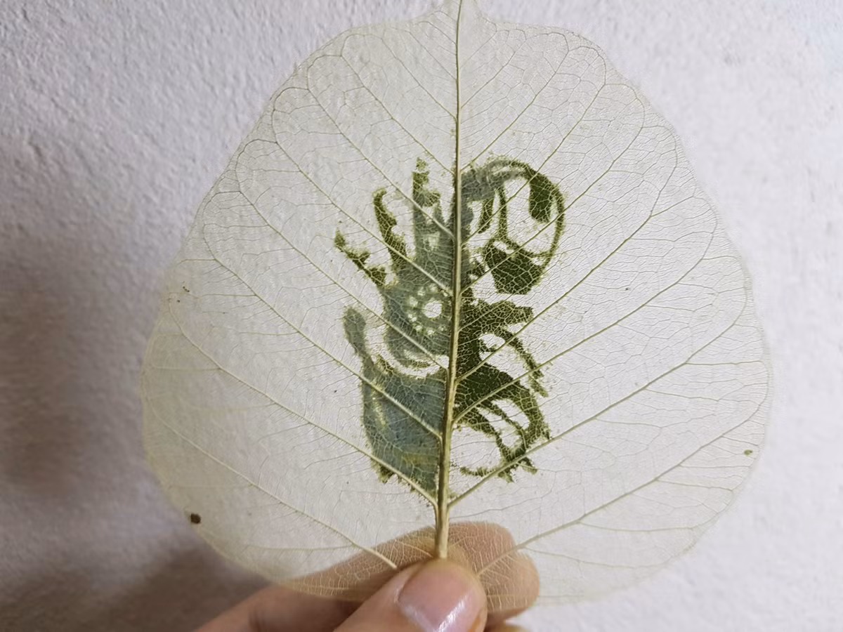 Với loại hình khắc lá, khâu quan trọng lại nằm ở xử lý, sao cho để giữ được nguyên vẹn các đường gân mà vẫn tạo được hình mong muốn. Sau nhiều lần nghiên cứu, Quang Huy rút ra kinh nghiệm là luộc lá để có thể tách diệp lục ra mà không cần chờ ngâm lá 2 tháng như thông thường.