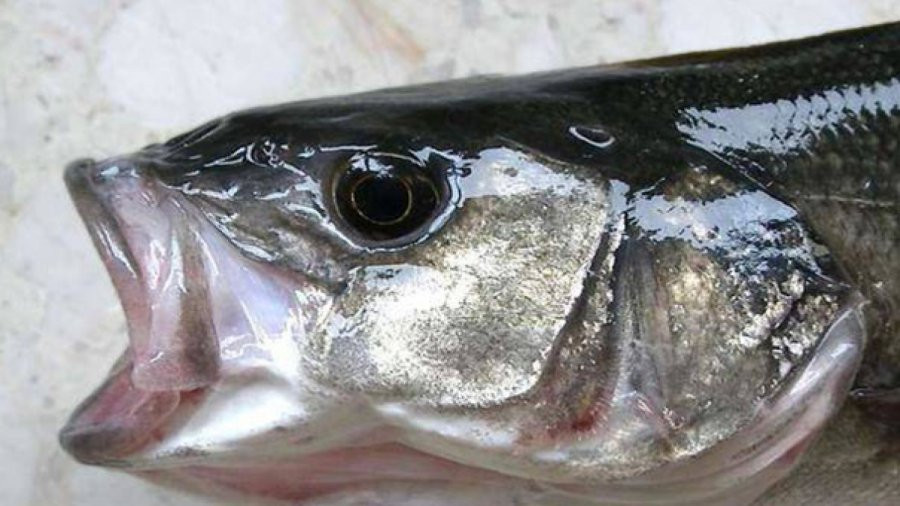 Co 3 loai ca, 4 bo phan chua day chat doc, an vao hai nao