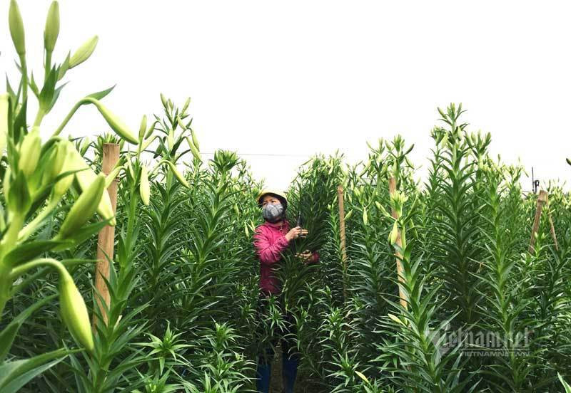 Thang tu loa ken nay no, ong chu hoi ha thu tram trieu dong-Hinh-2