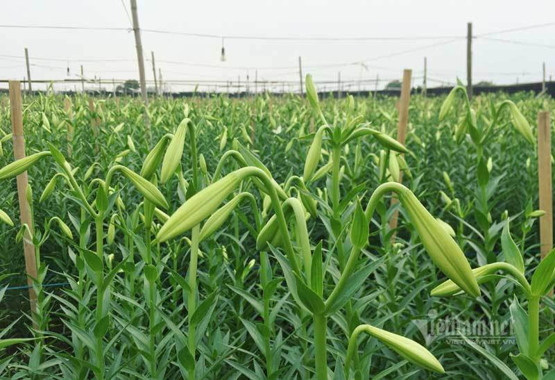 Thang tu loa ken nay no, ong chu hoi ha thu tram trieu dong-Hinh-3