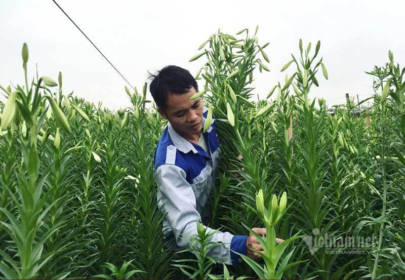 Thang tu loa ken nay no, ong chu hoi ha thu tram trieu dong-Hinh-4