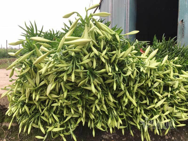 Thang tu loa ken nay no, ong chu hoi ha thu tram trieu dong-Hinh-6