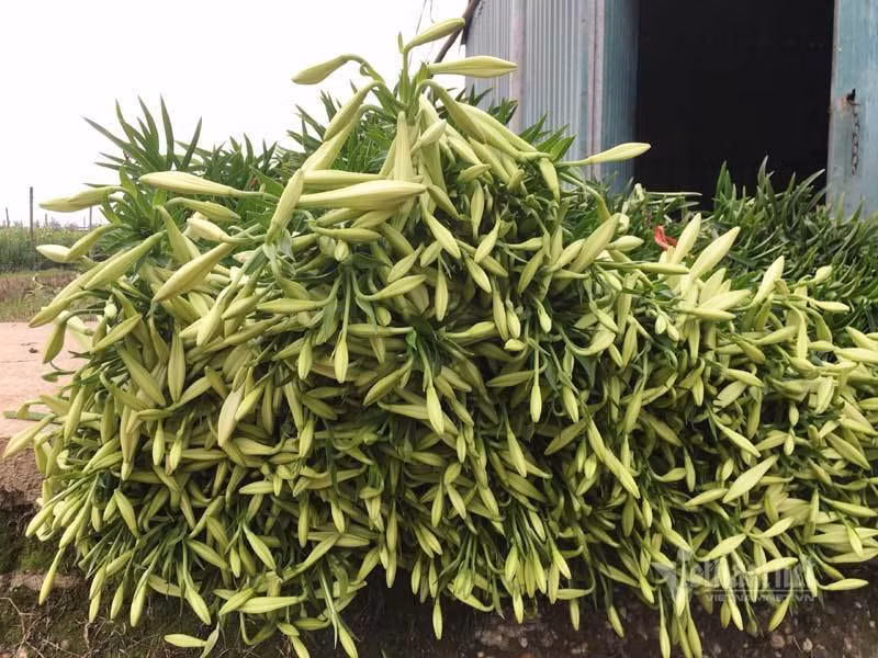 Thang tu loa ken nay no, ong chu hoi ha thu tram trieu dong-Hinh-6