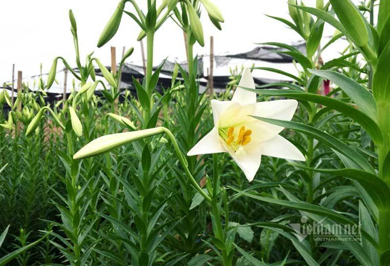 Thang tu loa ken nay no, ong chu hoi ha thu tram trieu dong