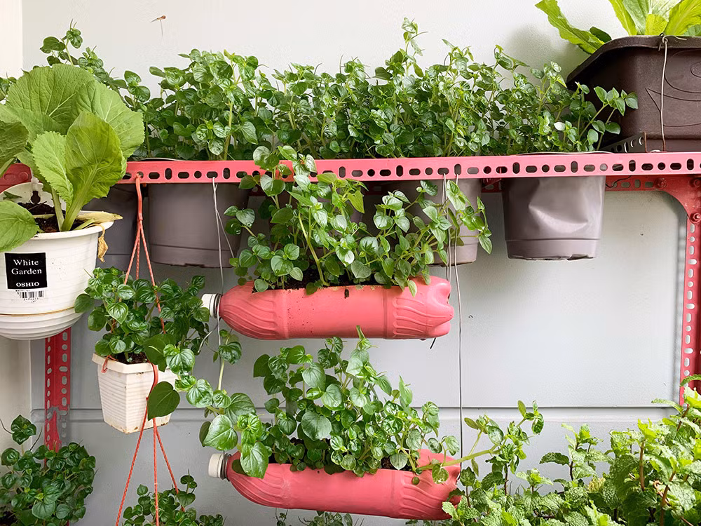 Vuon 3m2 o ban cong du cac loai rau cua nam ky su Sai Gon-Hinh-2