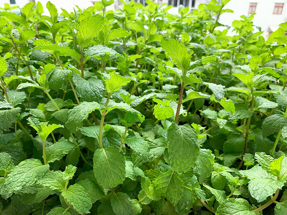 Trồng rau trên ban công cao tầng cũng sẽ bị các loại côn trùng hay sâu bệnh tấn công. Mới đầu, vườn rau của anh cũng gặp trường hợp tương tự.