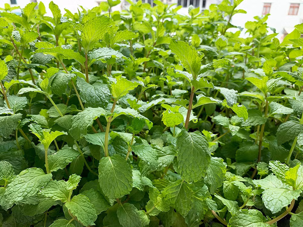 Trồng rau trên ban công cao tầng cũng sẽ bị các loại côn trùng hay sâu bệnh tấn công. Mới đầu, vườn rau của anh cũng gặp trường hợp tương tự.