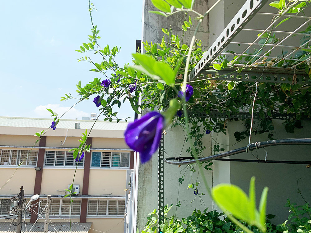 Theo anh Nguyện, đất trồng cũng là yếu tố quan trọng giúp cây phát triển tốt. Anh chọn loại đất hỗn hợp bao gồm mùn dừa, bã đậu, tro trấu và trộn thêm phân bò, phân trùn quế đã qua xử lý để trồng cây.