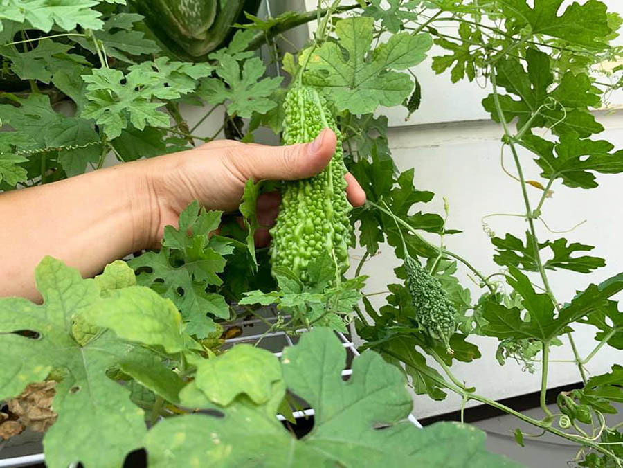 Mỗi dịp cuối tuần, các con của anh lại ra ban công tìm hiểu về cây cỏ và cách chăm sóc, tự tay thu hoạch thành quả.