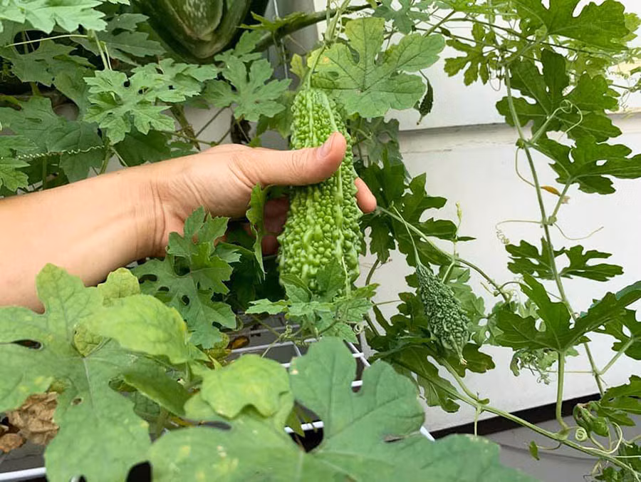 Mỗi dịp cuối tuần, các con của anh lại ra ban công tìm hiểu về cây cỏ và cách chăm sóc, tự tay thu hoạch thành quả.