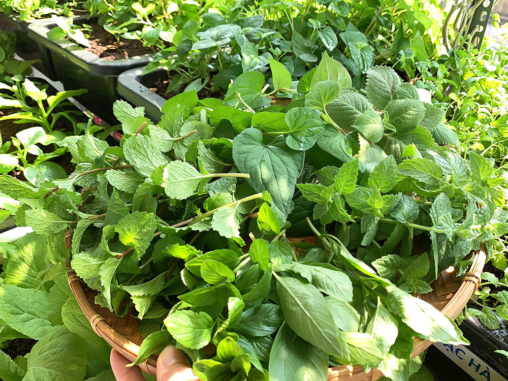 Định kỳ một tuần, anh bón thêm phân cho rau một lần. "Khi bón thêm phân, tôi pha trộn đất và phân bón ngang nhau, hoàn toàn không sử dụng phân hóa học. Thỉnh thoảng, tôi có trộn thêm bã cà phê, nhựa cây nha đam khi thu hoạch để làm phân bón cây", anh kỹ sư cơ điện chia sẻ.