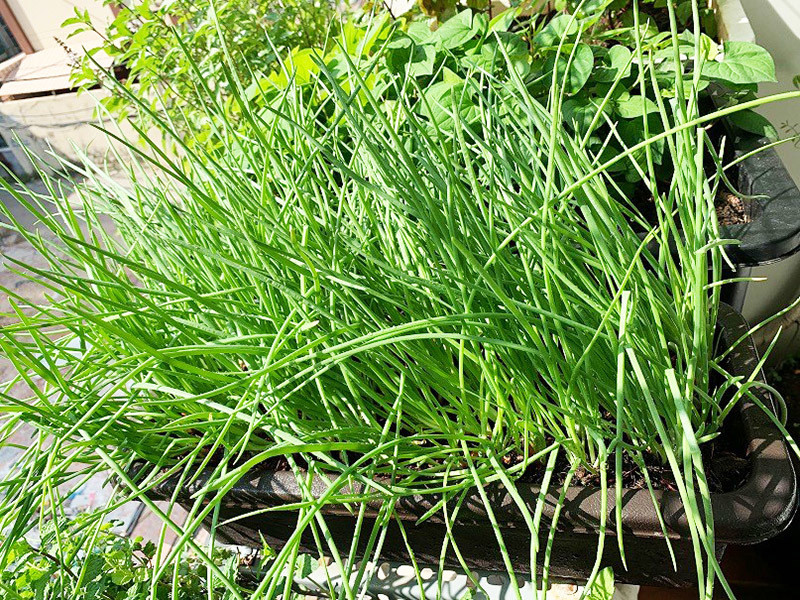 Ngoài hành lá, khu vườn của anh Nguyện còn có rau húng quế, diếp cá, húng chanh, bạc hà, tía tô, rau càng cua, mồng tơi, cải xanh, nha đam...