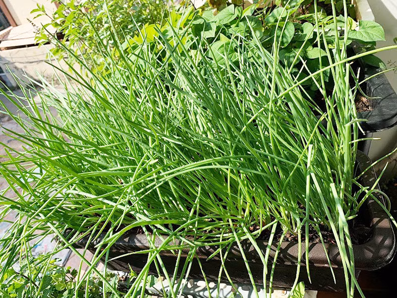 Ngoài hành lá, khu vườn của anh Nguyện còn có rau húng quế, diếp cá, húng chanh, bạc hà, tía tô, rau càng cua, mồng tơi, cải xanh, nha đam...