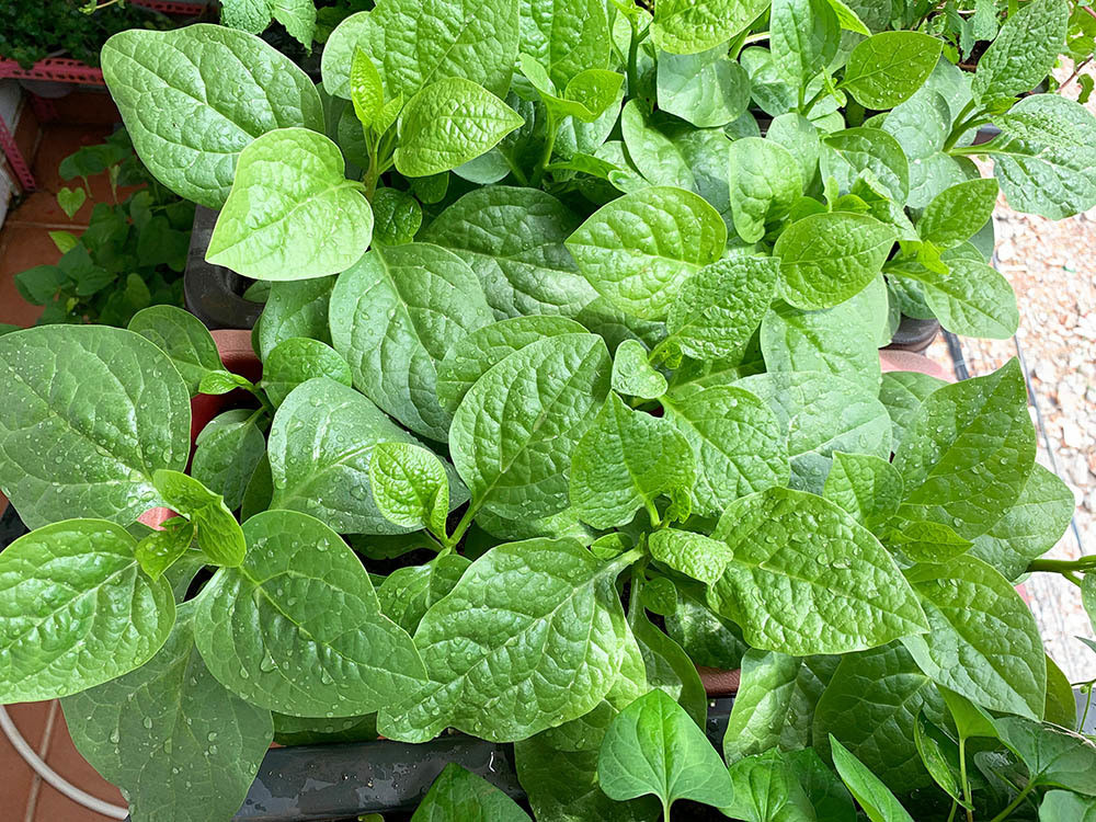 Để bảo vệ rau, anh Nguyện sử dụng loại chế phẩm sinh học tưới cho cây, từ đó, rầy, rệp, nhện đỏ, cuốn chiếu, ốc sên không còn xuất hiện nữa.