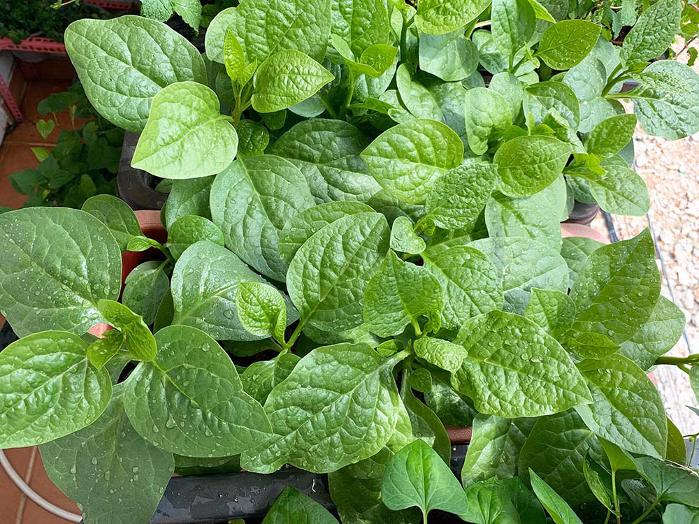 Để bảo vệ rau, anh Nguyện sử dụng loại chế phẩm sinh học tưới cho cây, từ đó, rầy, rệp, nhện đỏ, cuốn chiếu, ốc sên không còn xuất hiện nữa.