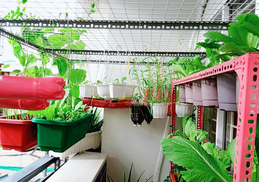 Để trồng được nhiều loại cây trong không gian hẹp, anh Nguyện đã tận dụng khung kệ, các chậu, vỏ chai nhựa. Tiếp đến, anh bố trí gọn gàng các chậu trồng để nhìn vừa đẹp mắt vừa trồng được nhiều loại cây khác nhau.