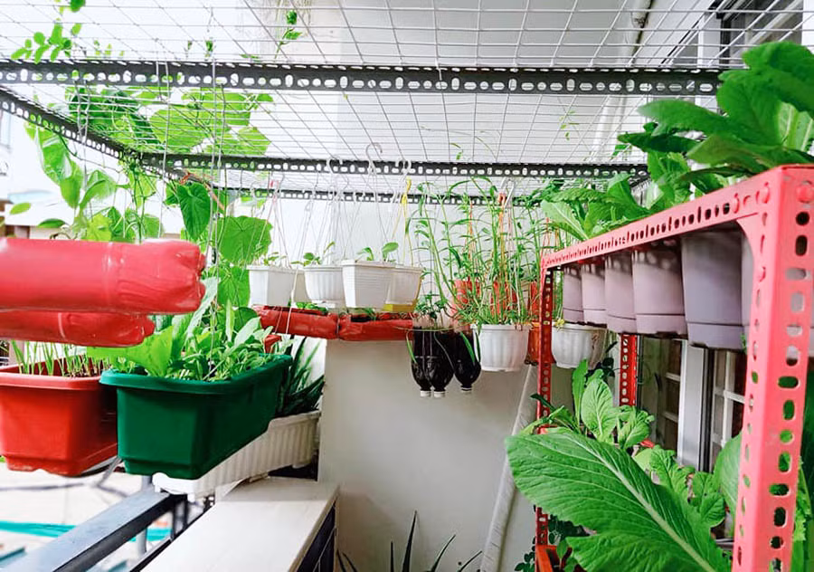 Để trồng được nhiều loại cây trong không gian hẹp, anh Nguyện đã tận dụng khung kệ, các chậu, vỏ chai nhựa. Tiếp đến, anh bố trí gọn gàng các chậu trồng để nhìn vừa đẹp mắt vừa trồng được nhiều loại cây khác nhau.