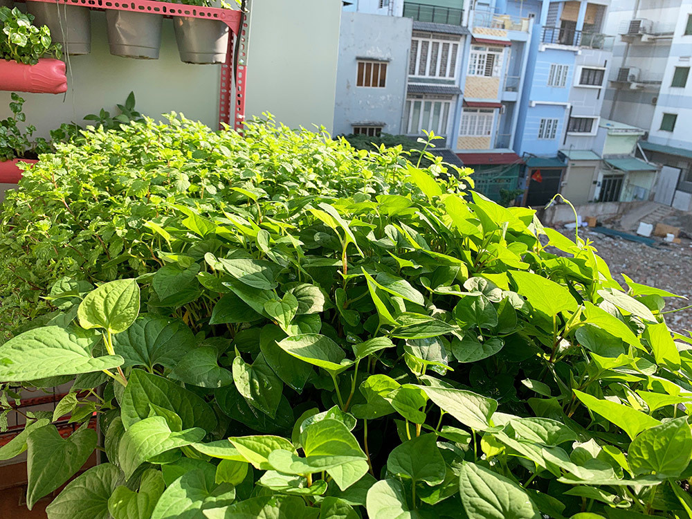 Một điều rất quan trọng để cây luôn tươi tốt là phải chăm và tưới nước thường xuyên. "Nếu cây trồng thiếu nước sẽ bị chết hoặc mình tưới dư nước, cây sẽ bị úng rễ", anh Nguyện nói. Anh cũng lắp thêm hệ thống tưới nước tự động để yên tâm khi vắng nhà.