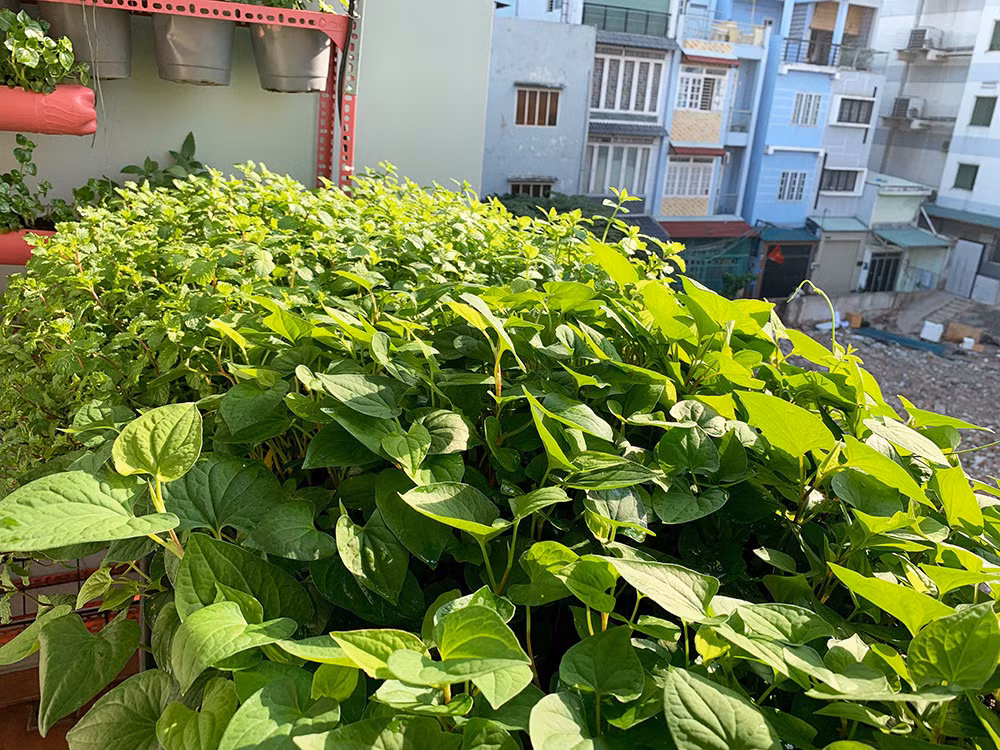 Một điều rất quan trọng để cây luôn tươi tốt là phải chăm và tưới nước thường xuyên. "Nếu cây trồng thiếu nước sẽ bị chết hoặc mình tưới dư nước, cây sẽ bị úng rễ", anh Nguyện nói. Anh cũng lắp thêm hệ thống tưới nước tự động để yên tâm khi vắng nhà.