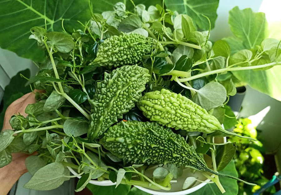 Từ ngày có vườn ban công, anh Nguyện tranh thủ buổi sáng và chiều để tưới nước, kiểm tra sâu bệnh cũng như tình trạng dinh dưỡng của các loại rau.