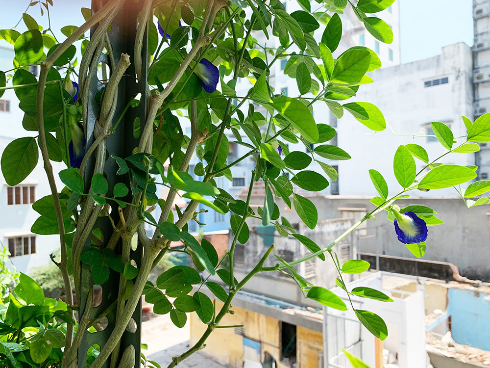 Cây hoa đậu biếc xanh tốt.