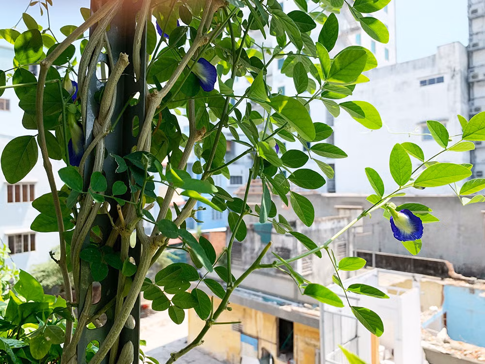 Cây hoa đậu biếc xanh tốt.