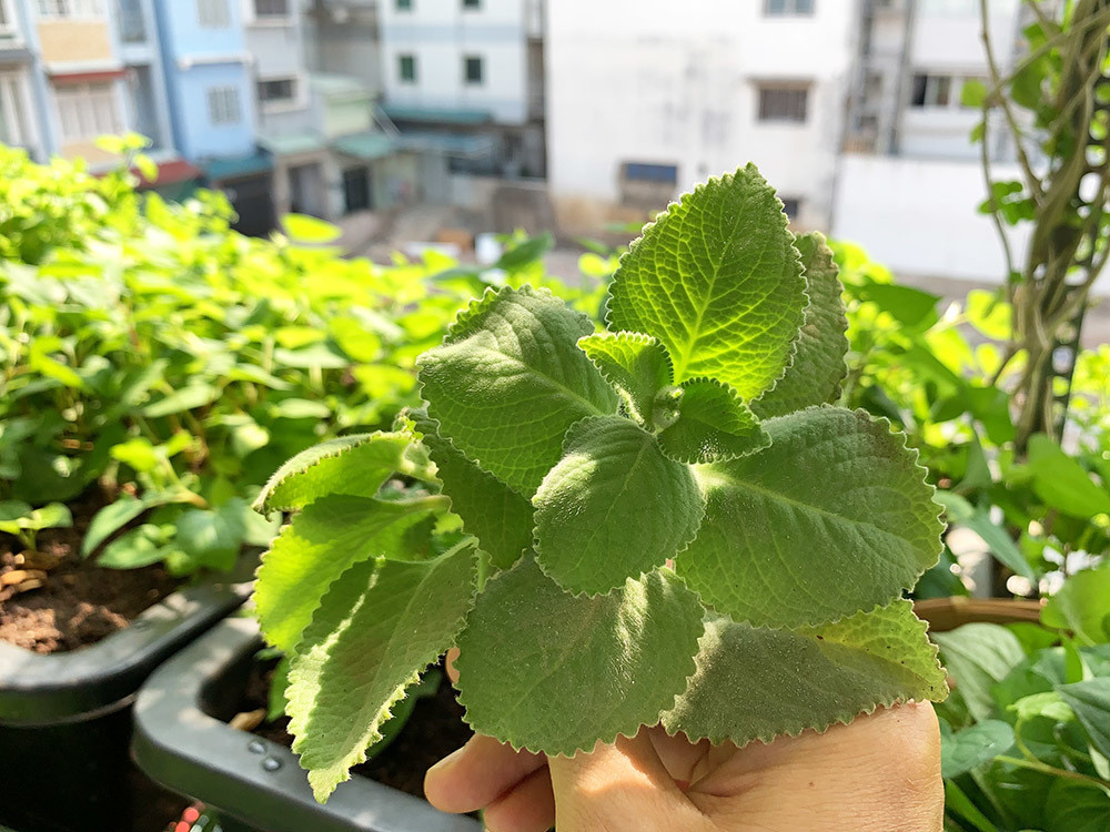 Để tạo ra giá thể đất trồng giàu dinh dưỡng, anh Nguyện trộn đất và phân hữu cơ theo tỉ lệ 60% đất cộng với 20% phân bò loại xay nhuyễn đã qua xử lý và 20% phân trùn quế loại đã qua xử lý. Sau đó, anh ủ với vôi và cho vào chậu trồng cây.