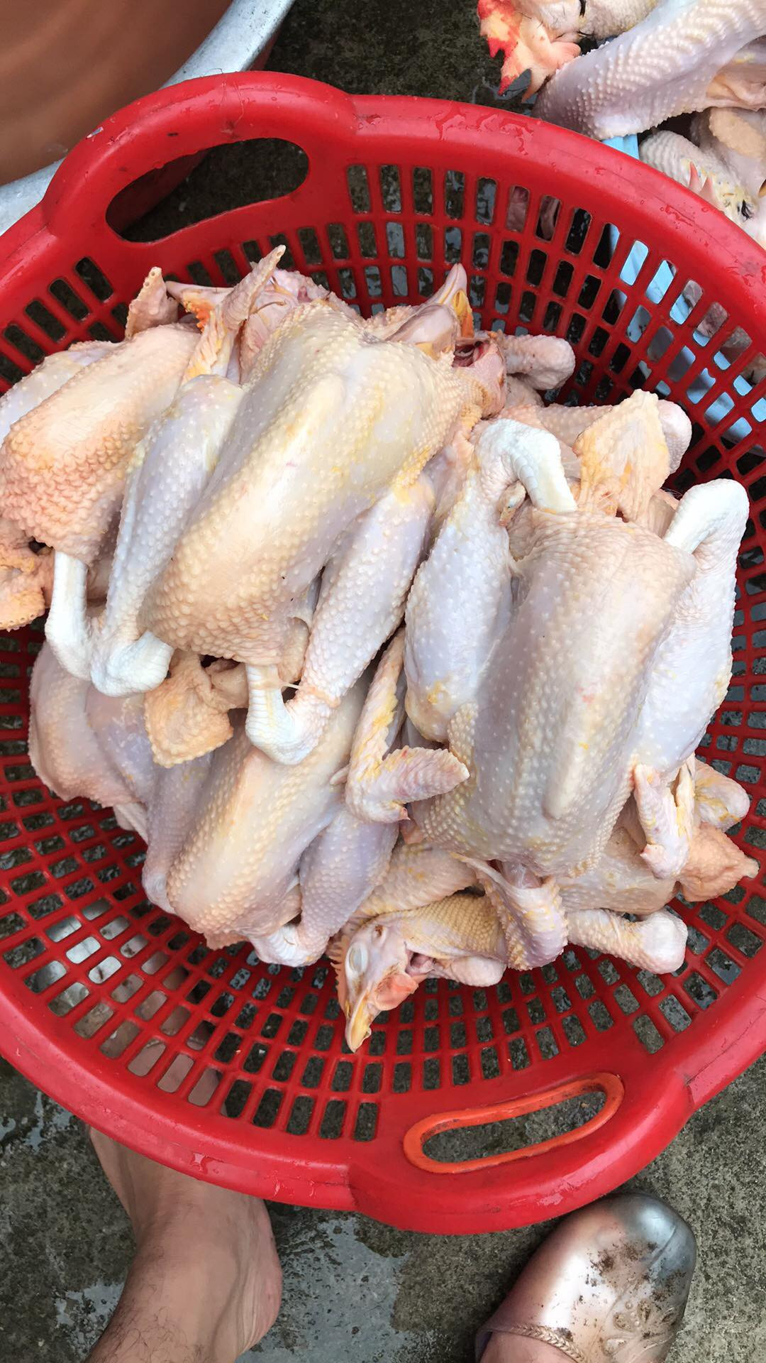 Cho mang nhon nhip mua ban khi gia ga ri bat ngo giam manh-Hinh-2