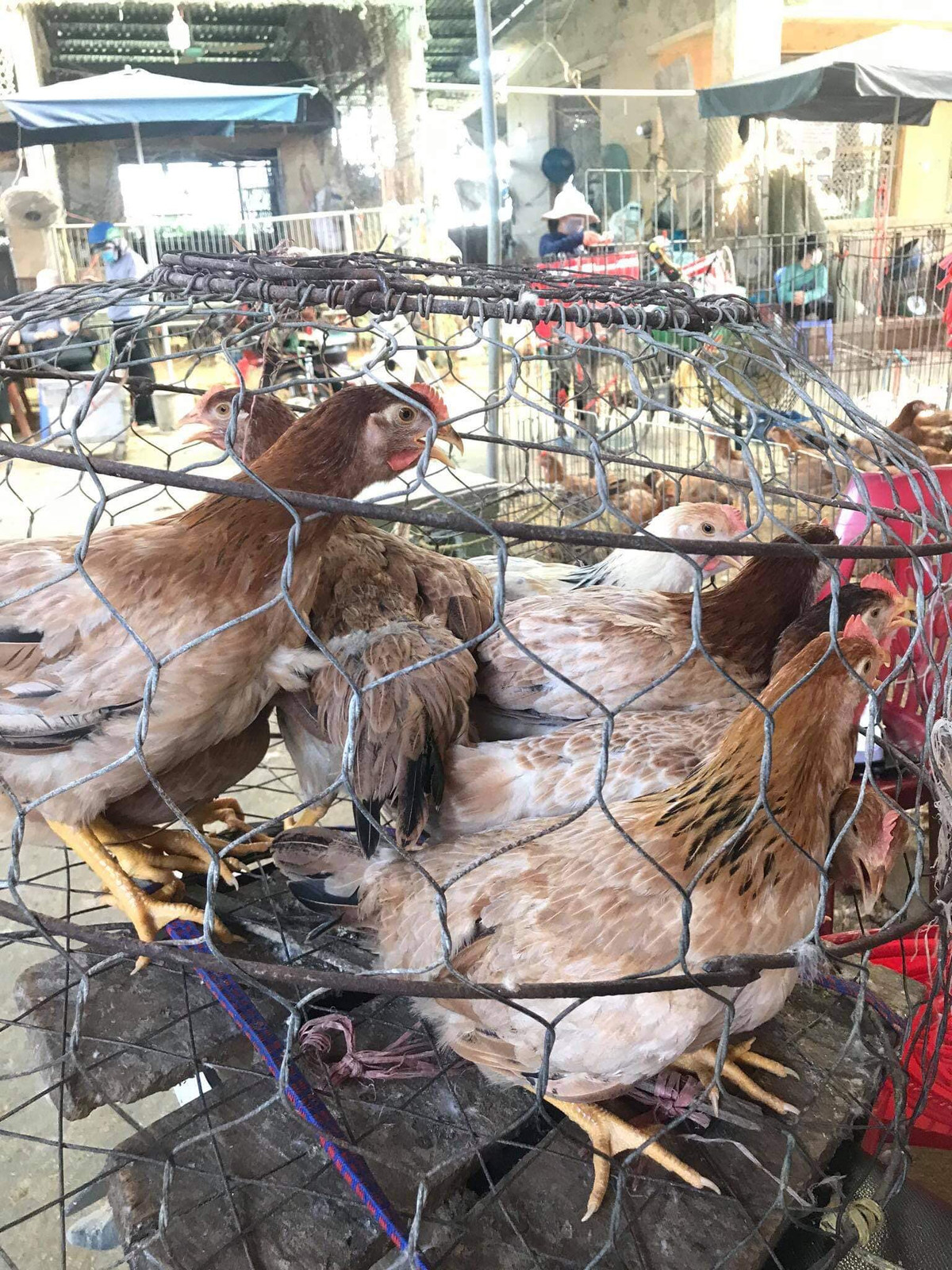 Cho mang nhon nhip mua ban khi gia ga ri bat ngo giam manh